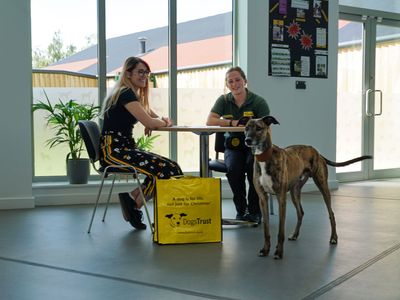 Dogs trust discount pre adoption talk